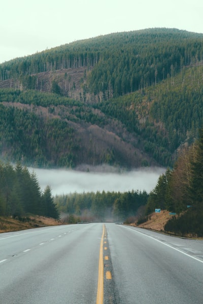 树间空旷的道路